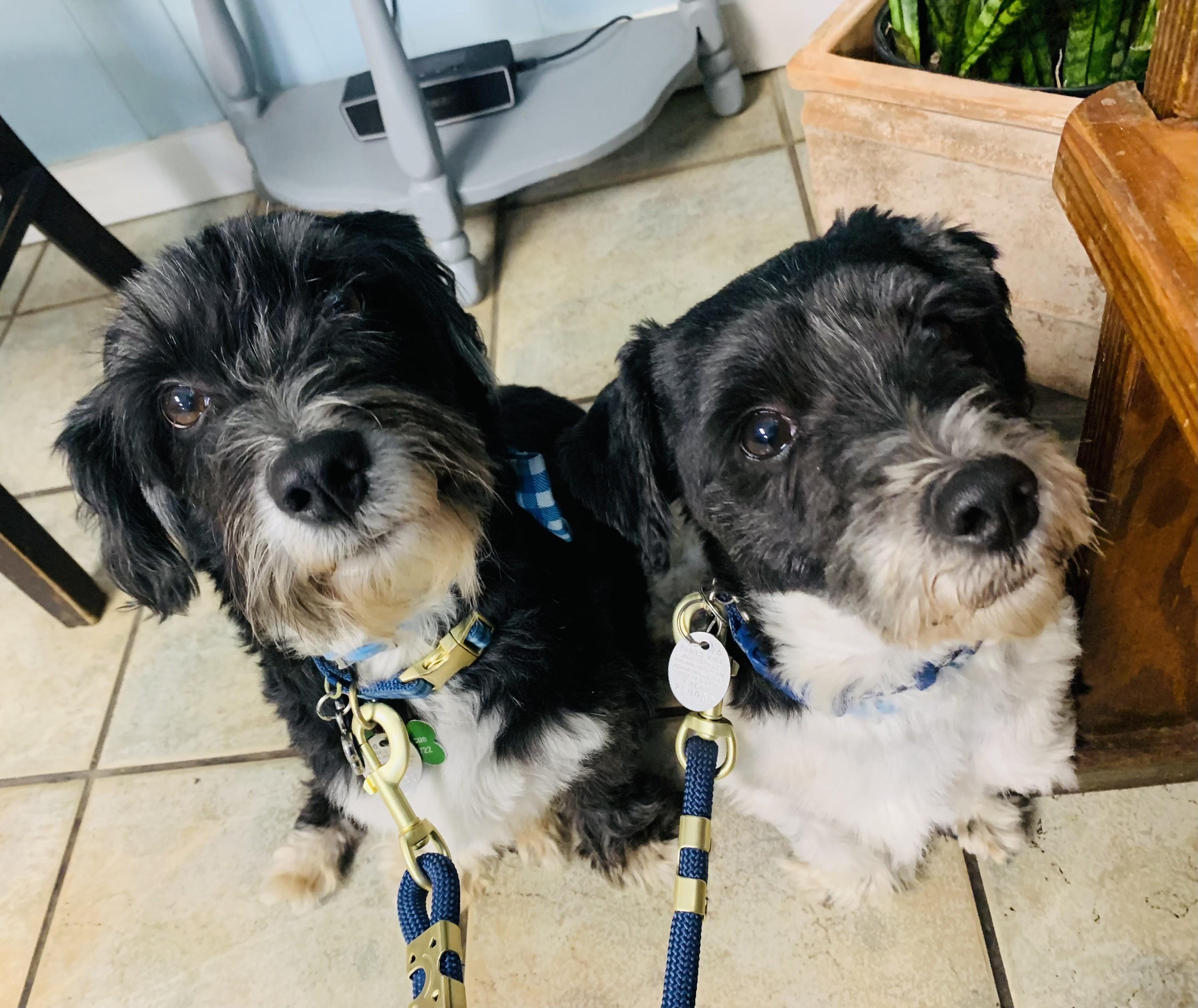 Enlarge Buddy & Pal, an adopted mixed breed in Monroeville, PA image 1/2