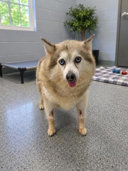 Claire, Adoptable, Adult Female Pomeranian & Siberian Husky.