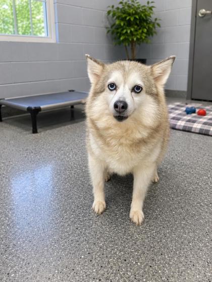 Enlarge Claire, a Adoptable mixed breed in Kinzers , PA image 2/2