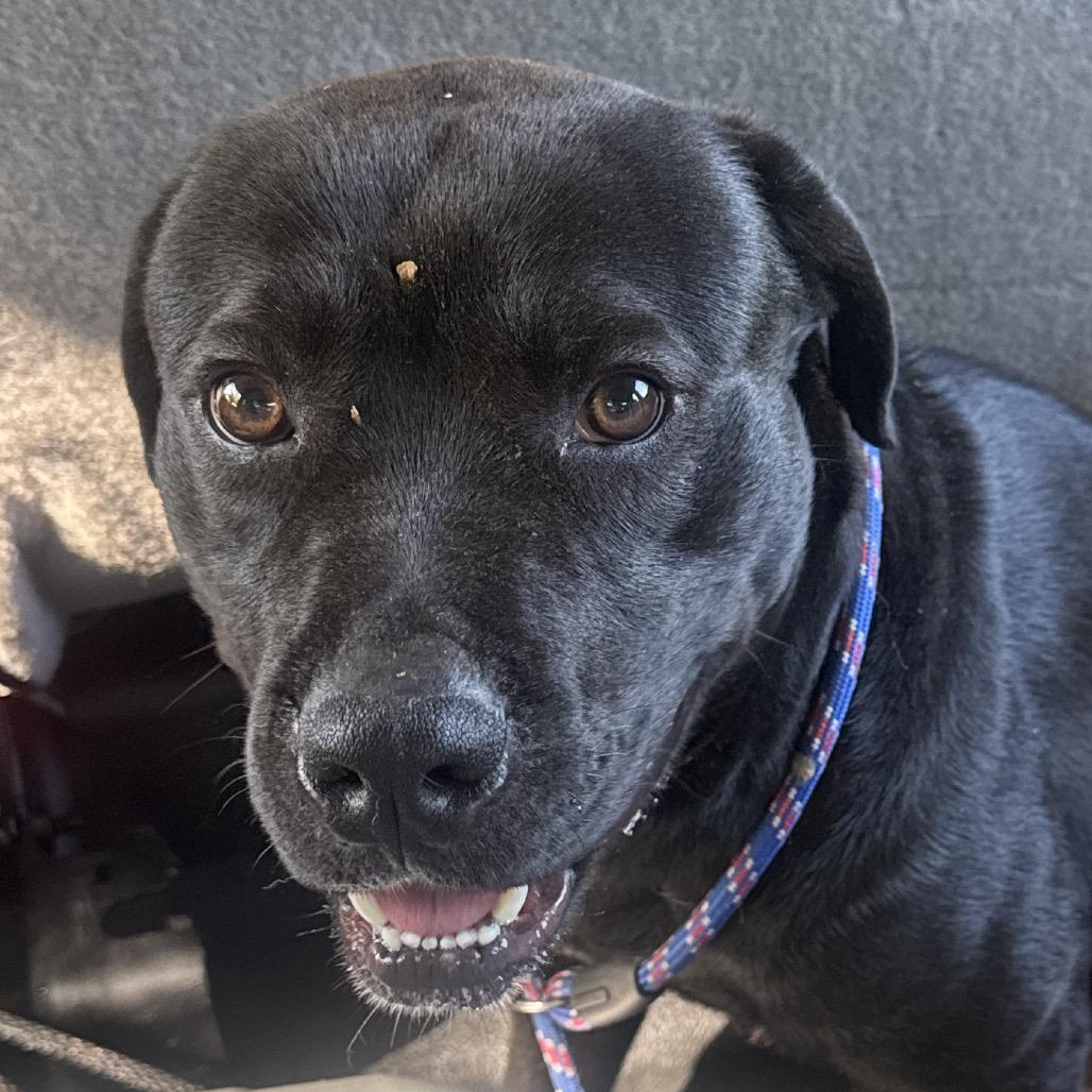 Charlie, Adoptable, Adult Male Black Labrador Retriever & Mixed Breed.