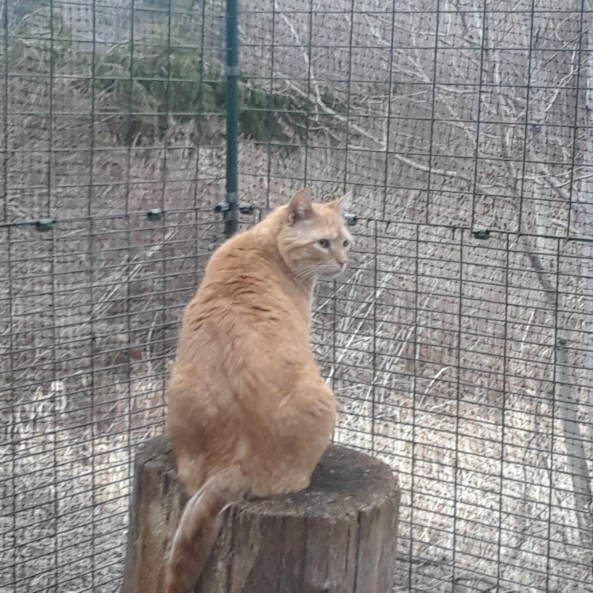 Gramps, a Adoptable Domestic Medium Hair in Millerton, PA image 6/6