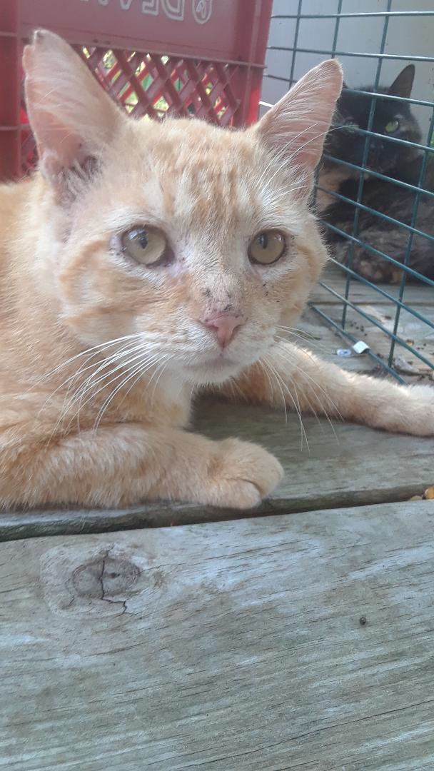 Gramps, a Adoptable Domestic Medium Hair in Millerton, PA image 1/6