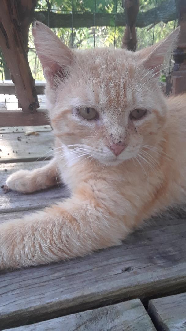 Gramps, Adoptable, Senior Male Domestic Medium Hair.