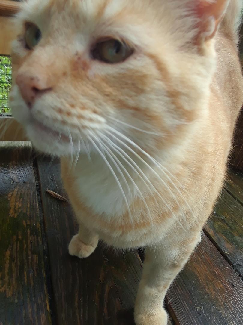 Gramps, a Adoptable Domestic Medium Hair in Millerton, PA image 2/6