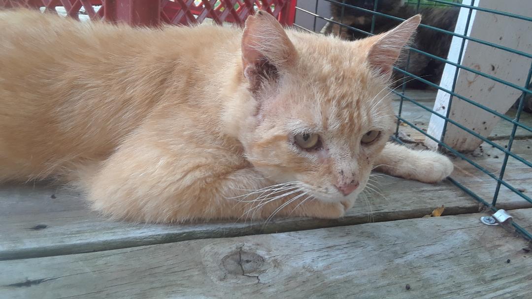 Gramps, a Adoptable Domestic Medium Hair in Millerton, PA image 3/6