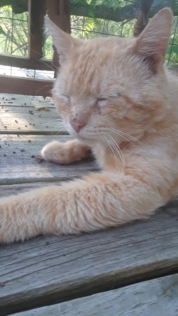 Gramps, a Adoptable Domestic Medium Hair in Millerton, PA image 4/6