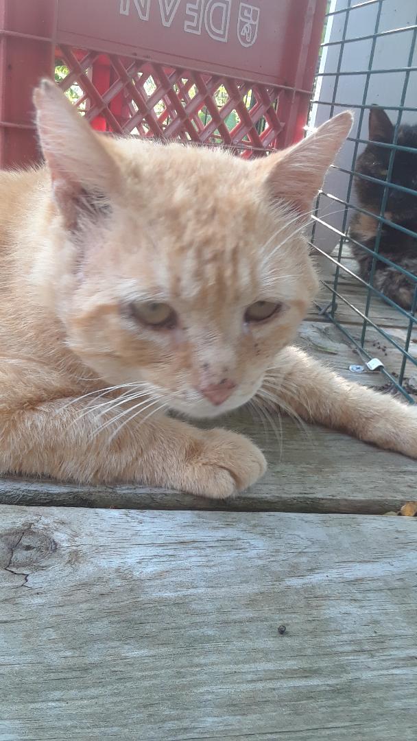 Gramps, a Adoptable Domestic Medium Hair in Millerton, PA image 5/6