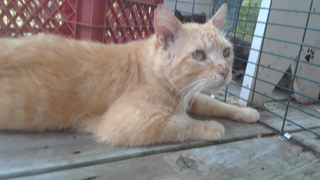 Gramps, a Adoptable Domestic Medium Hair in Millerton, PA image 6/6