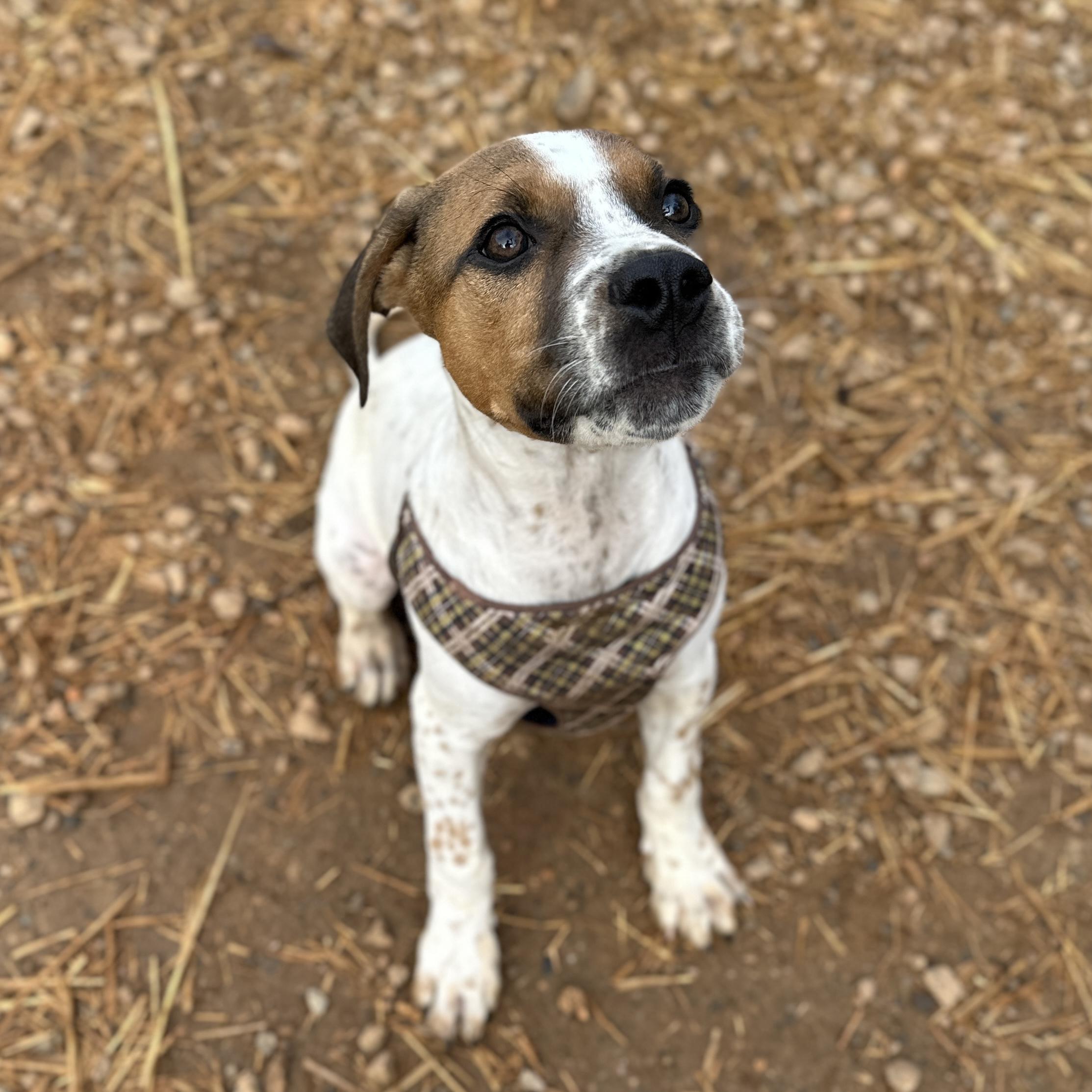 Espresso — thumbnail 2