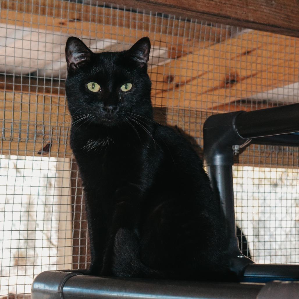 Enlarge Patty, a Adoptable Domestic Short Hair in Enterprise, AL image 1/1