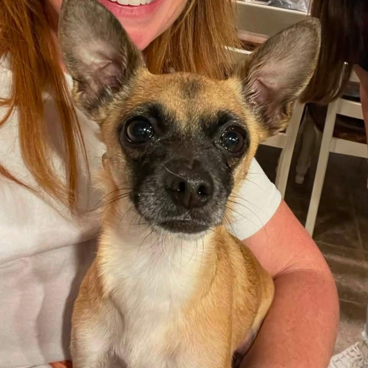 Tito, ADOPTABLE, Adult Male Chihuahua.