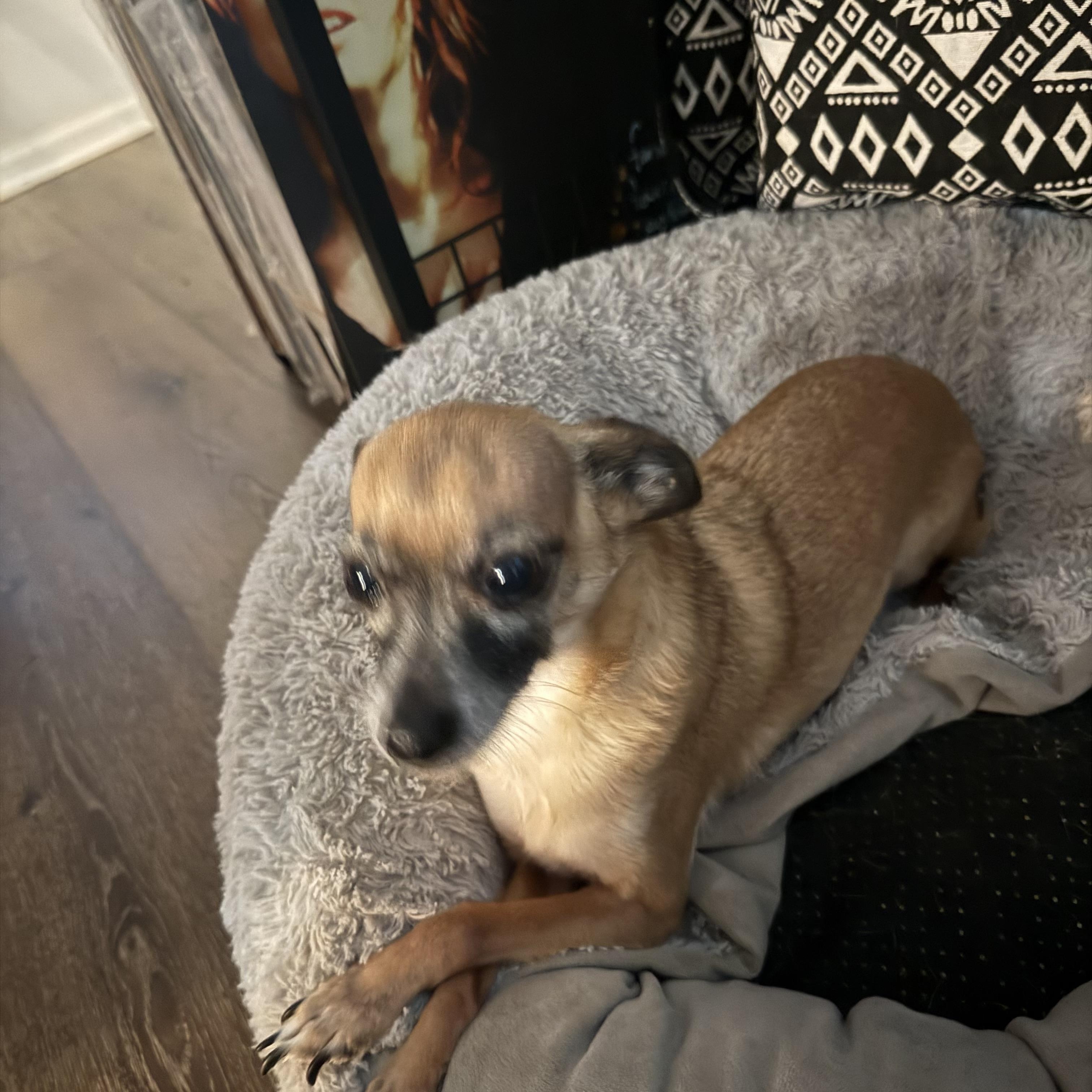 Tito, a ADOPTABLE Chihuahua in atlanta, GA image 5/6