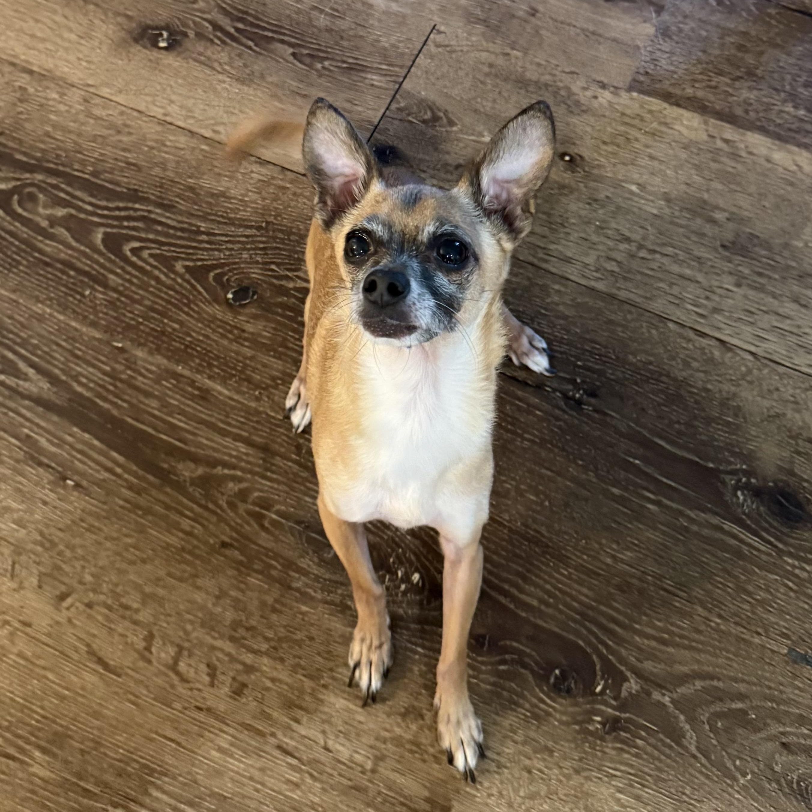 Tito, a ADOPTABLE Chihuahua in atlanta, GA image 6/6