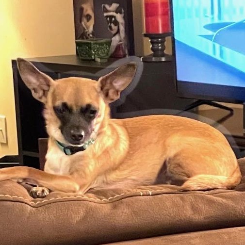 Tito, a ADOPTABLE Chihuahua in atlanta, GA image 4/6