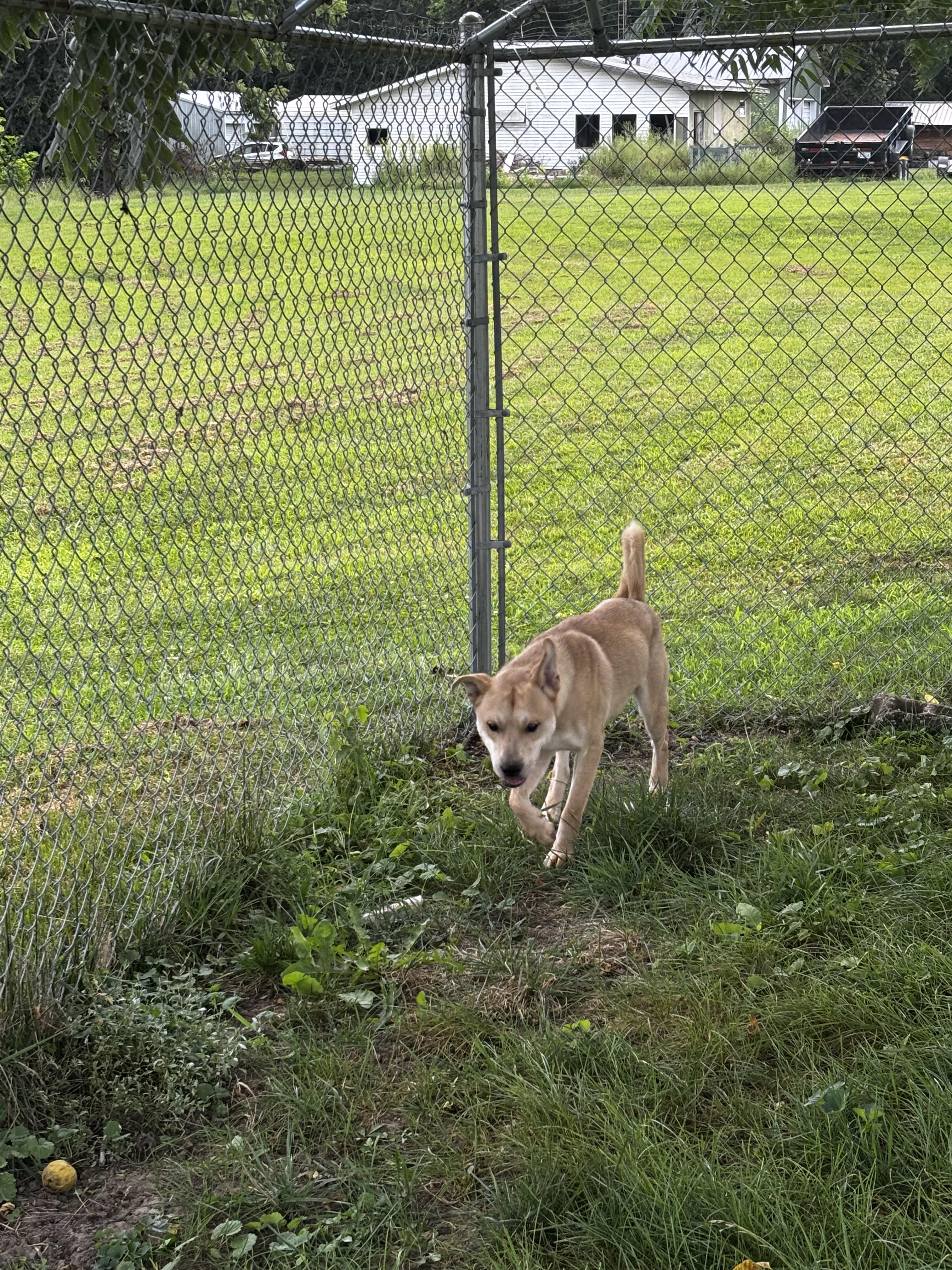 Enlarge Squirrel, a Adoptable mixed breed in Fort Madison, IA image 5/6