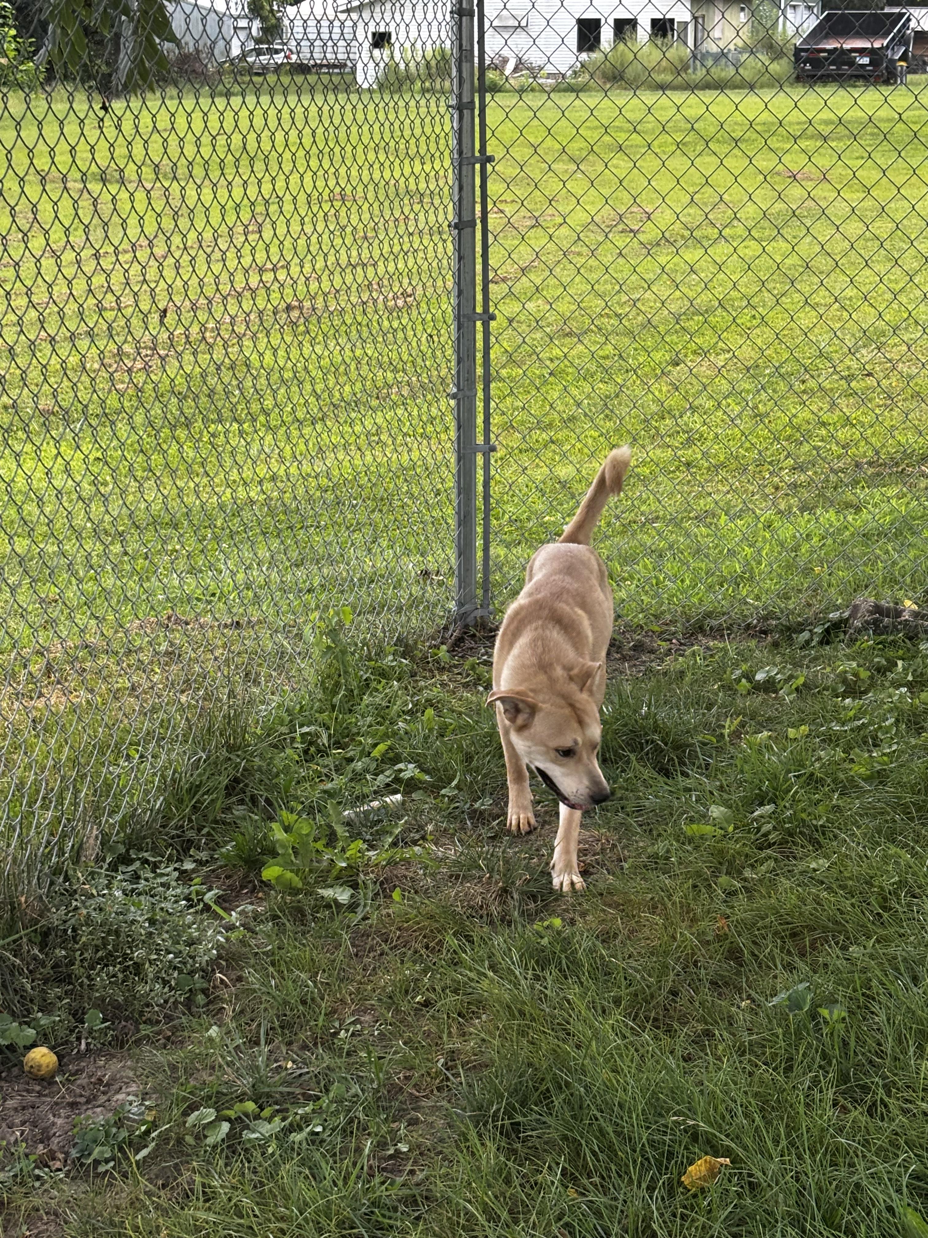 Enlarge Squirrel, a Adoptable mixed breed in Fort Madison, IA image 6/6