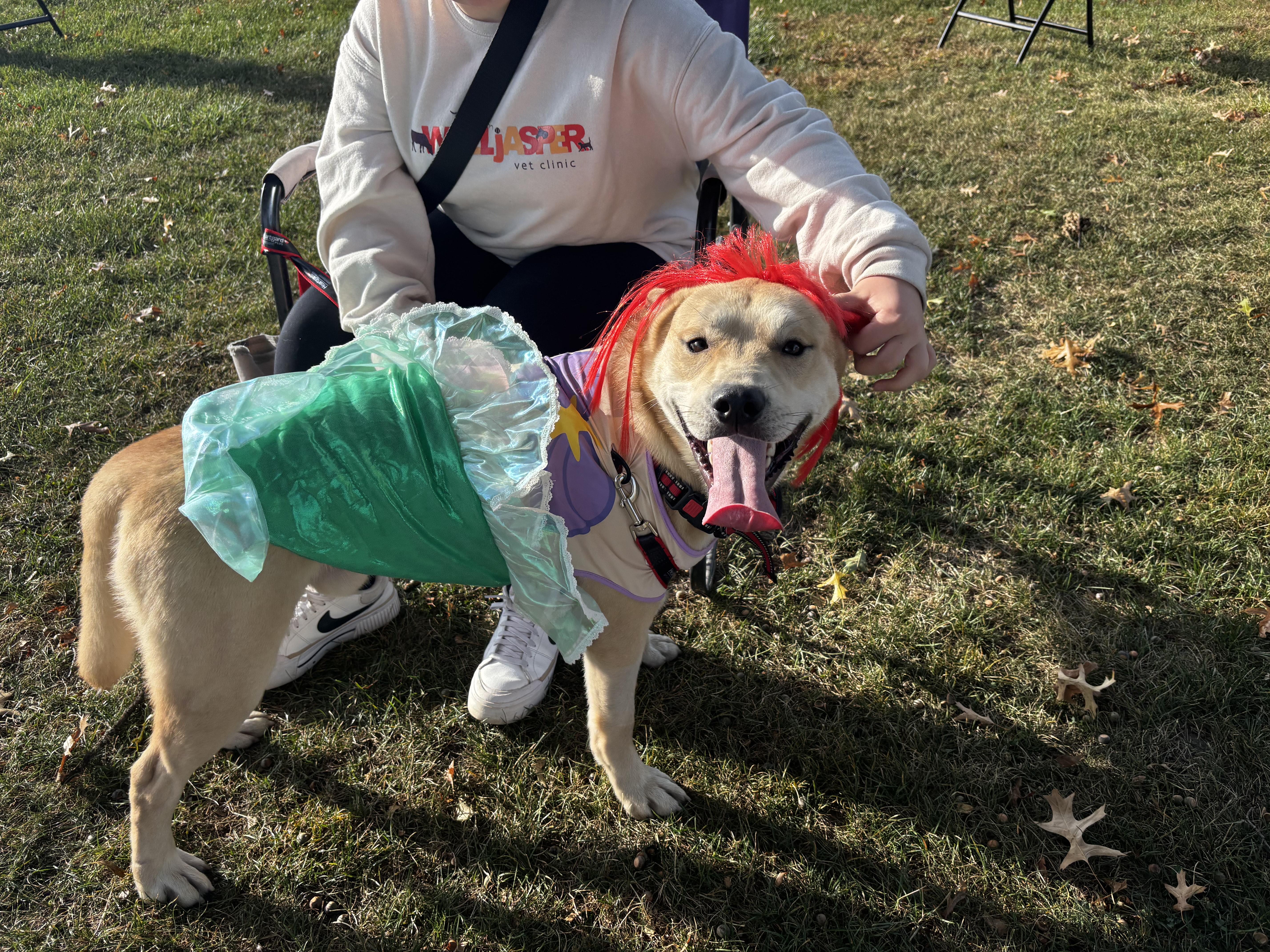 Enlarge Squirrel, a Adoptable mixed breed in Fort Madison, IA image 1/6