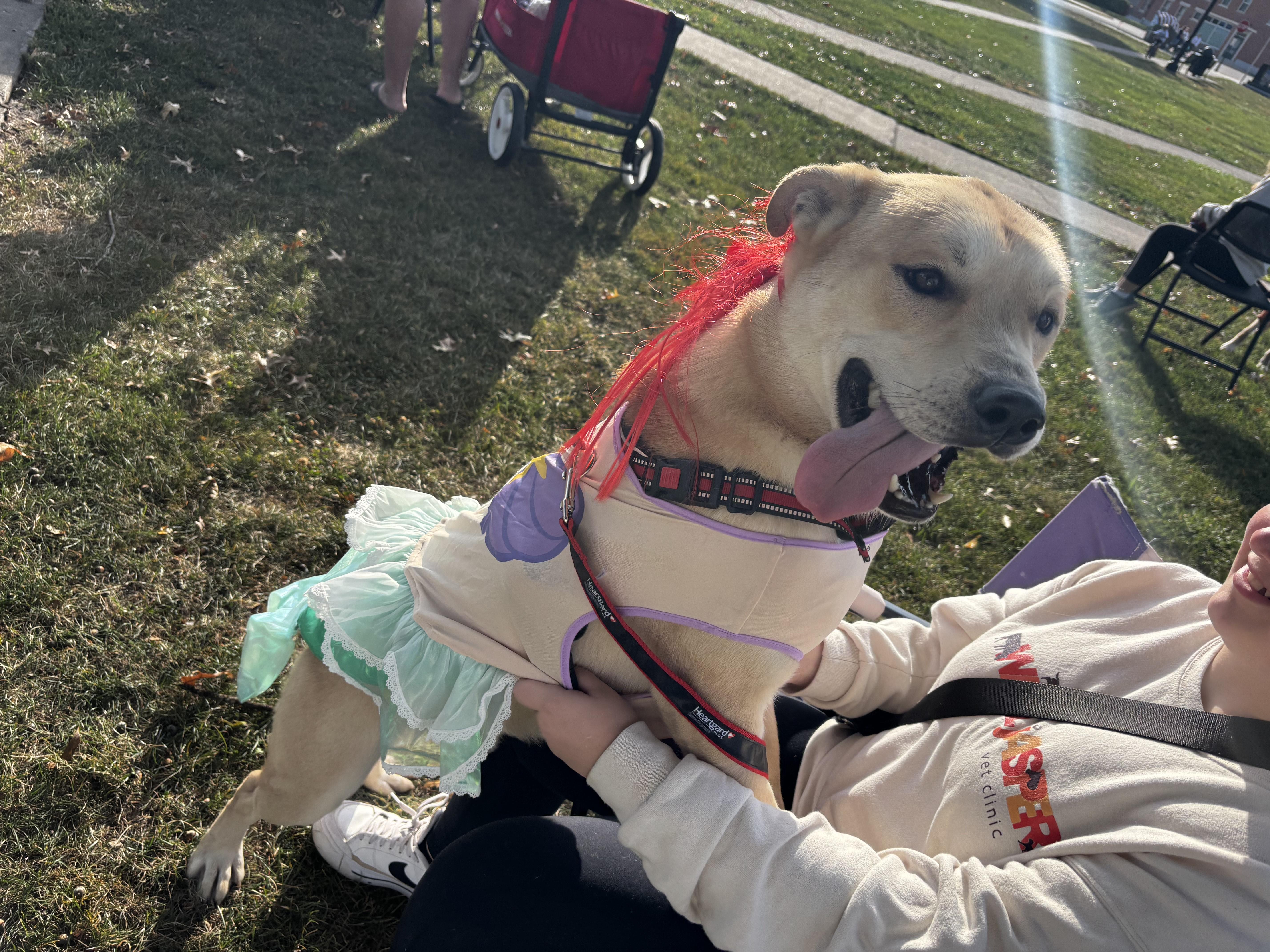 Enlarge Squirrel, a Adoptable mixed breed in Fort Madison, IA image 3/6