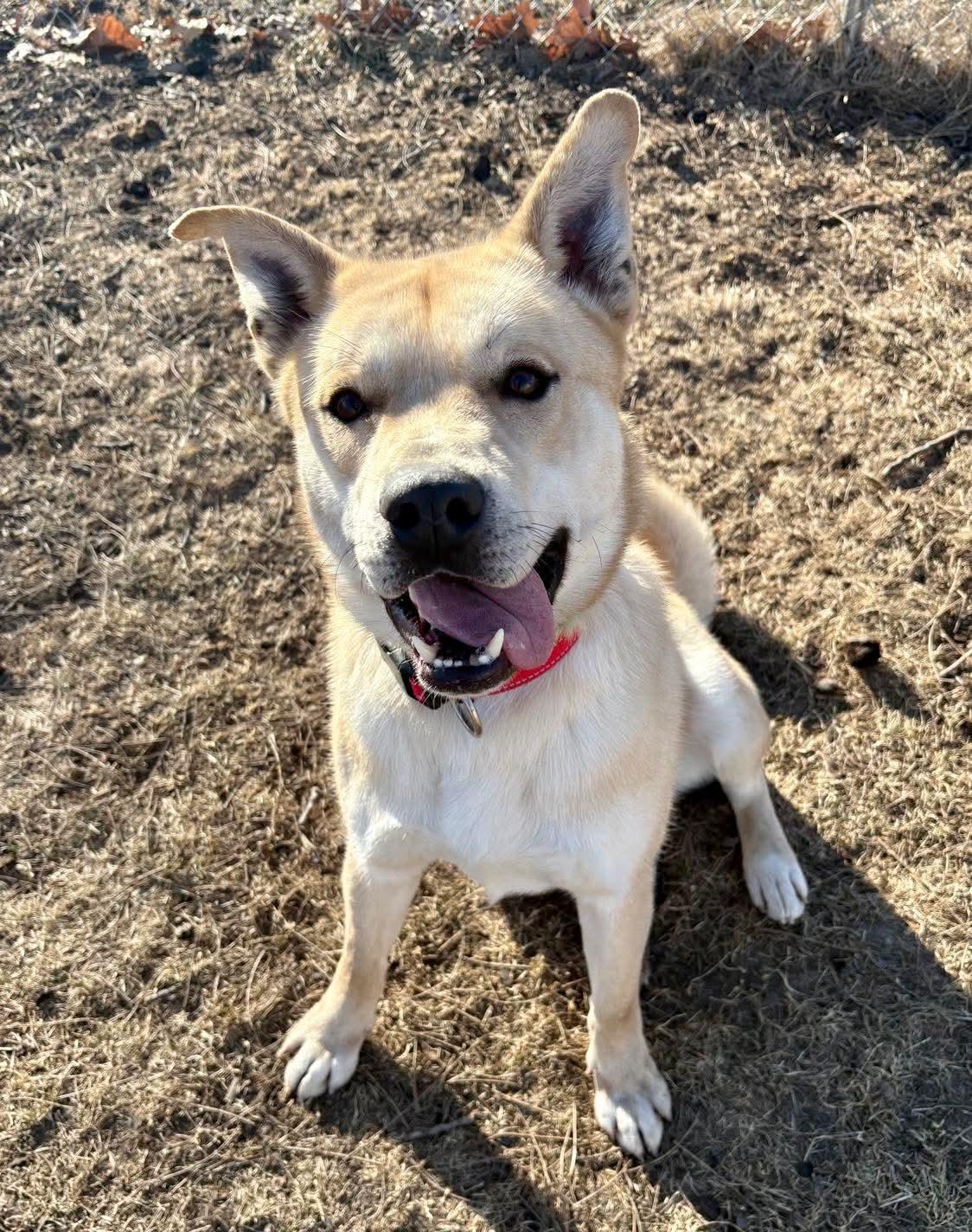 Squirrel, Adoptable, Young Male Husky & Pit Bull Terrier.