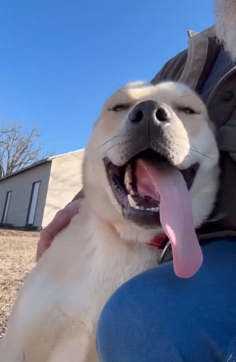 Enlarge Squirrel, a Adoptable mixed breed in Fort Madison, IA video 1/6