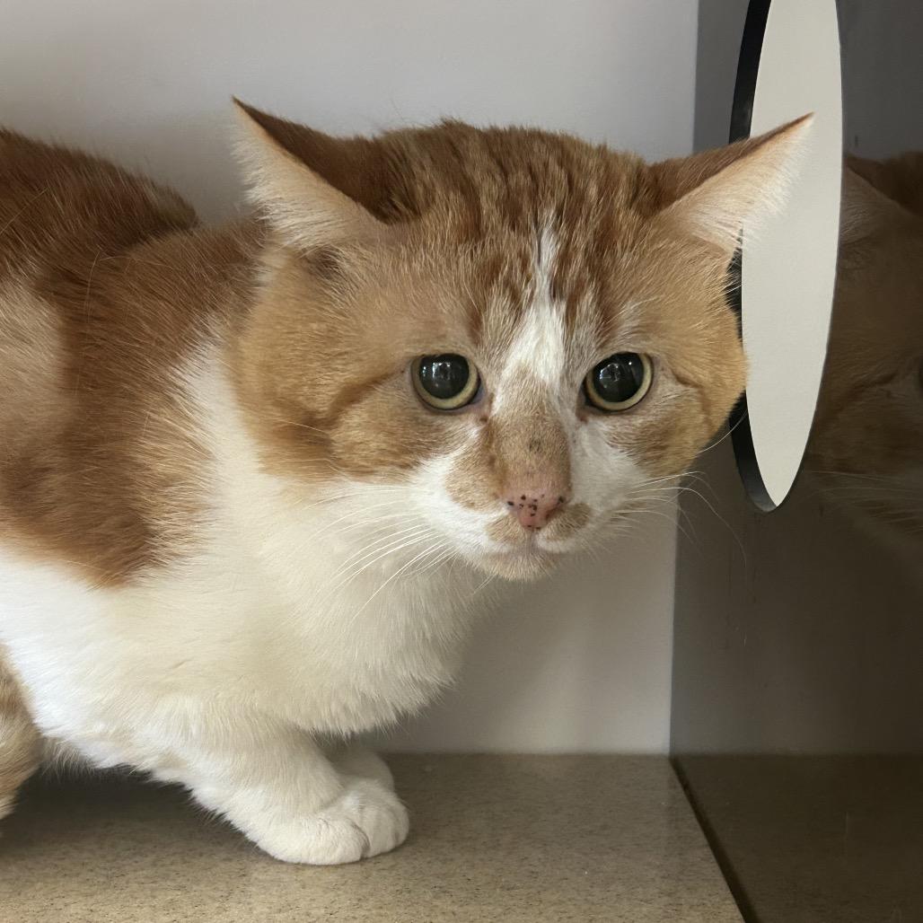 Pot O' Gold, Adoptable, Adult Male Domestic Short Hair.