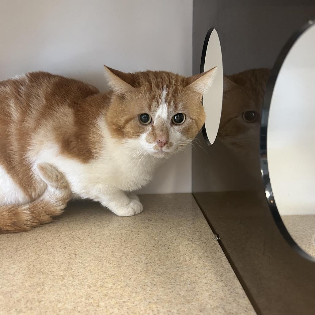 Pot O' Gold, a Adoptable Domestic Short Hair in Park City, UT image 2/2