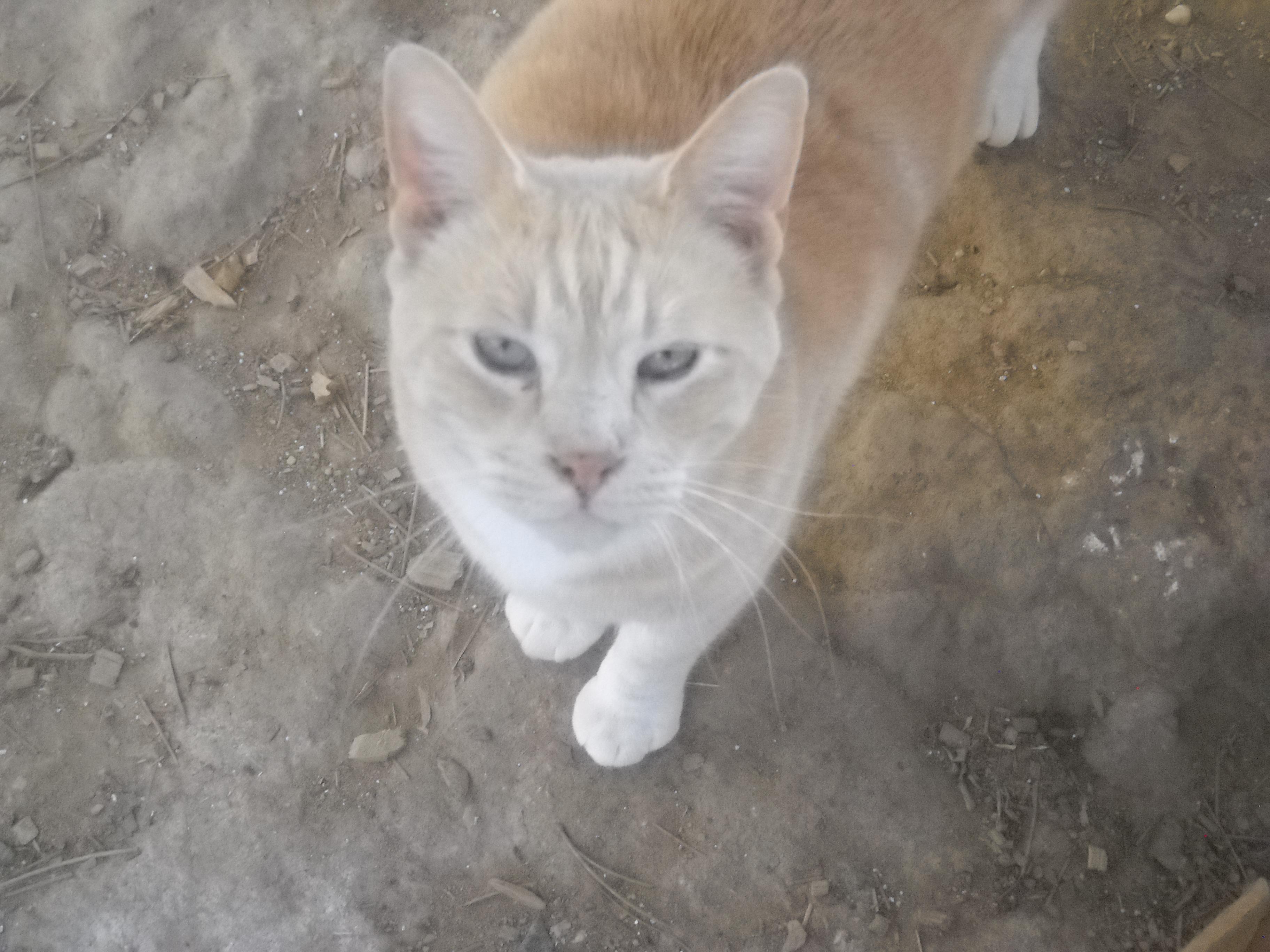 Giovanni (Gio) Orange Tabby 2025  Oakhurst, CA, Adoptable, Young Male Tabby.