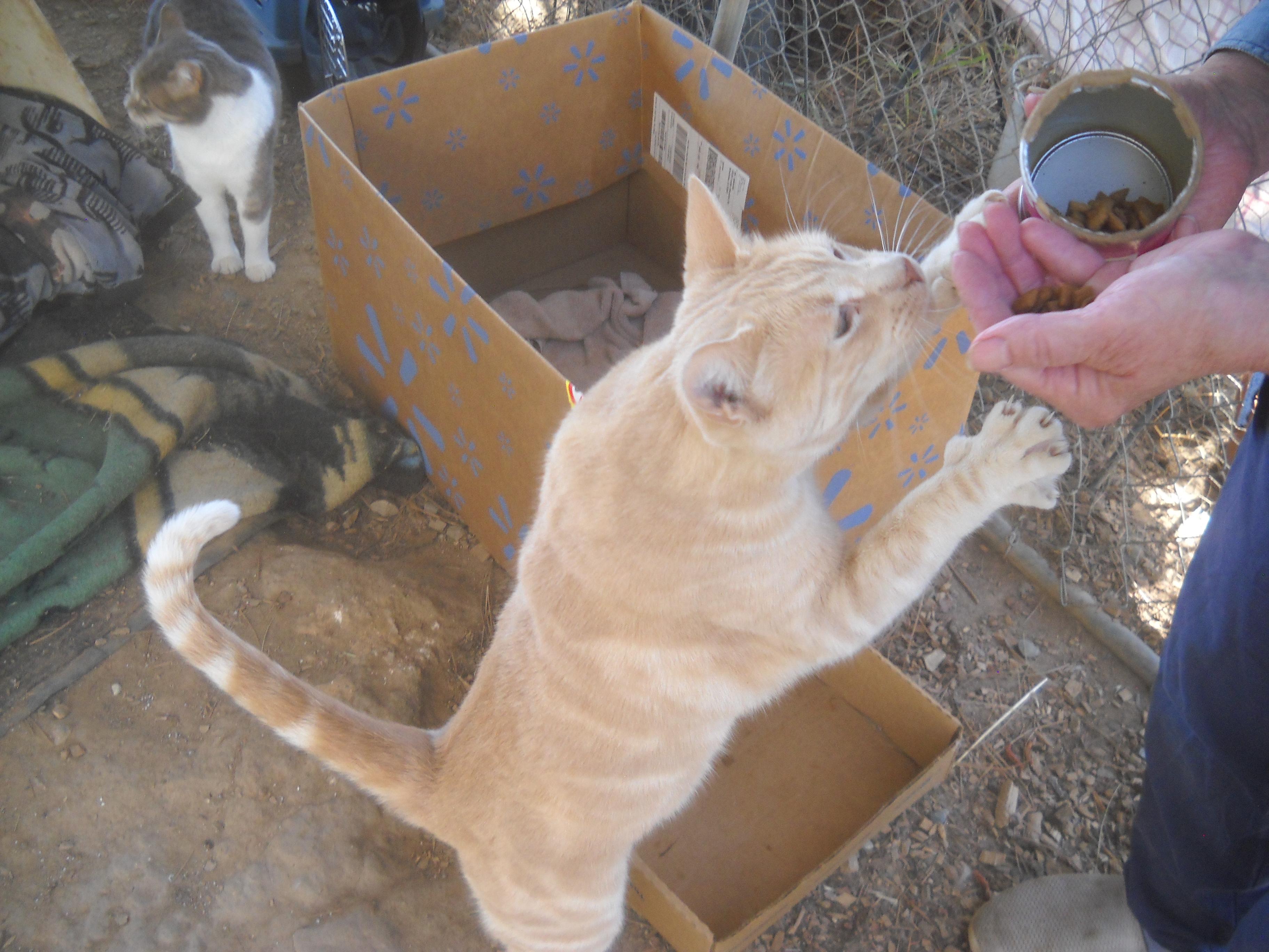 Enlarge Giovanni (Gio) Orange Tabby 2025  Oakhurst, CA, a Adoptable Tabby in Oakhurst, CA image 3/3