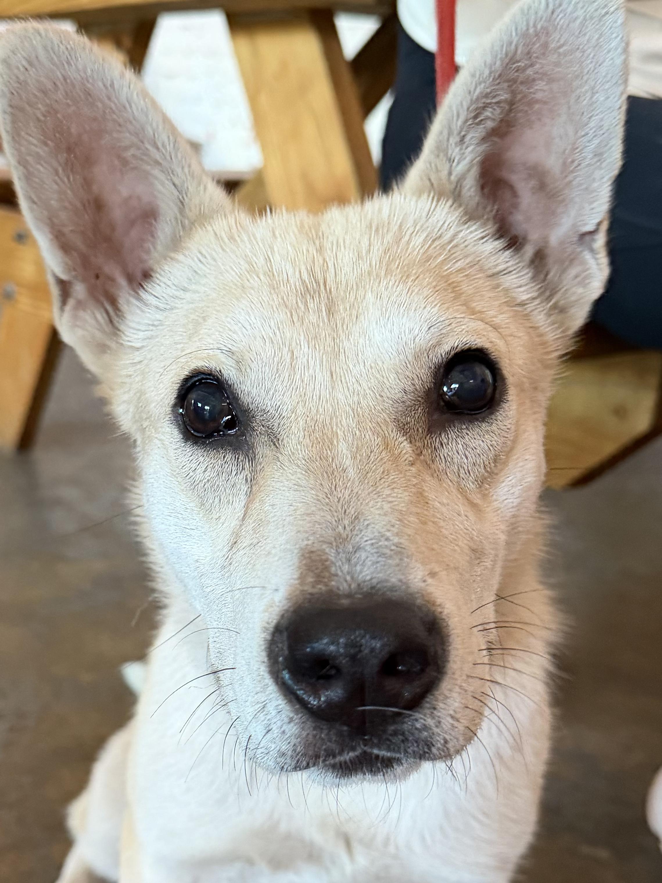 Enlarge Peanut - AVAILABLE TO FOSTER OR ADOPT, a ADOPTABLE mixed breed in Clayton, NC image 1/5