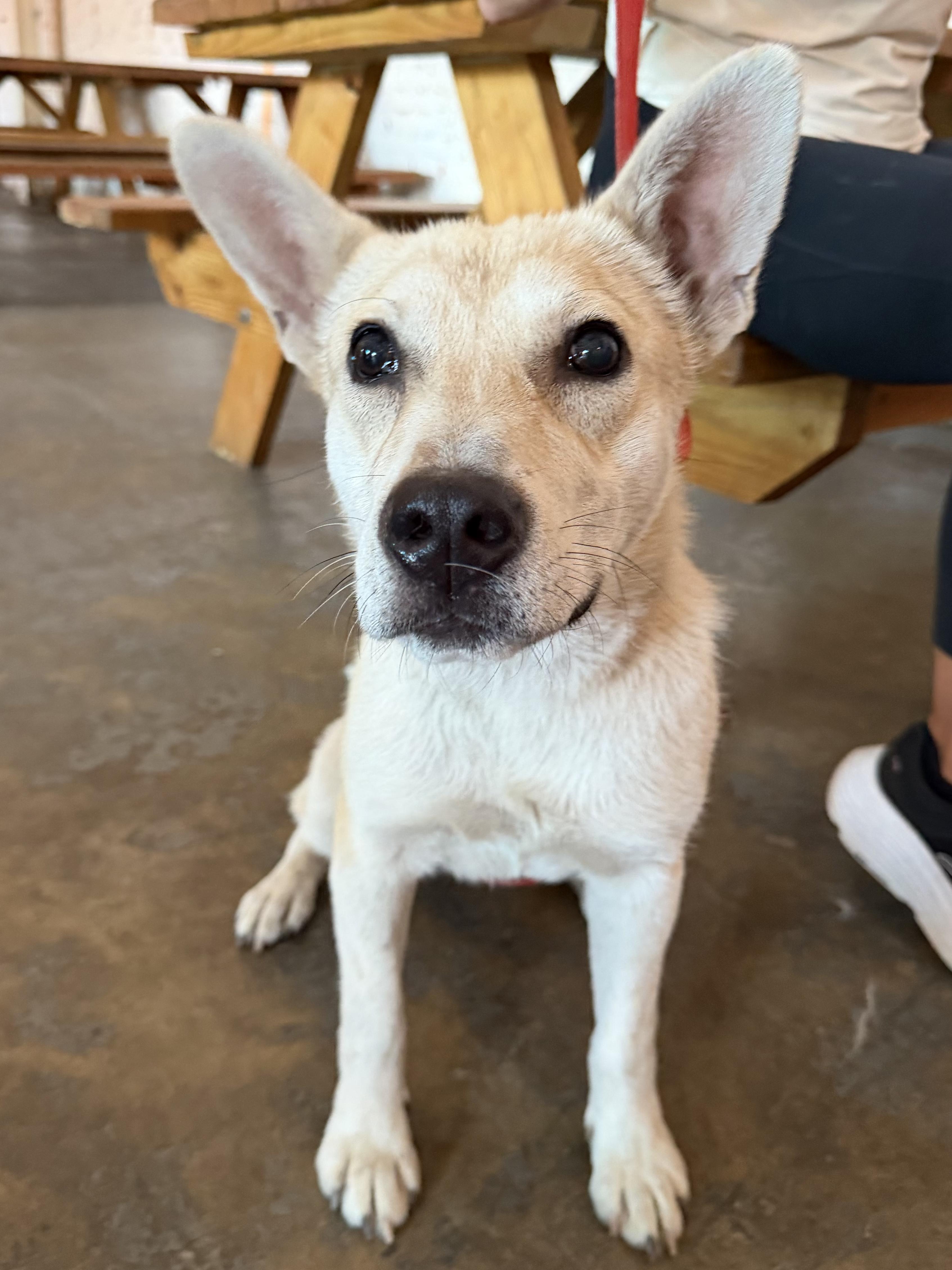 Enlarge Peanut - AVAILABLE TO FOSTER OR ADOPT, a ADOPTABLE mixed breed in Clayton, NC image 3/5