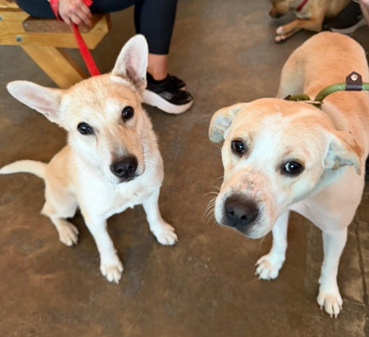 Enlarge Peanut - AVAILABLE TO FOSTER OR ADOPT, a ADOPTABLE mixed breed in Clayton, NC image 4/5