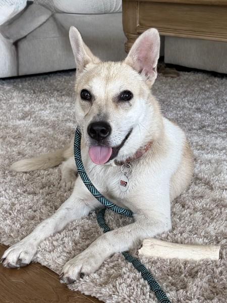 Enlarge Peanut - IN FOSTER HOME - AVAILABLE TO ADOPT, an adopted mixed breed in Clayton, NC image 1/6