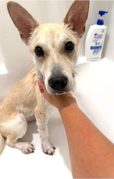 Enlarge Peanut - IN FOSTER HOME - AVAILABLE TO ADOPT, an adopted mixed breed in Clayton, NC image 3/6