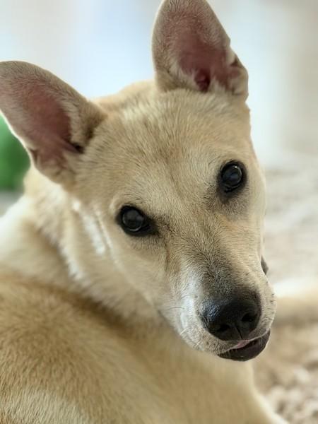Enlarge Peanut - IN FOSTER HOME - AVAILABLE TO ADOPT, an adopted mixed breed in Clayton, NC image 2/6