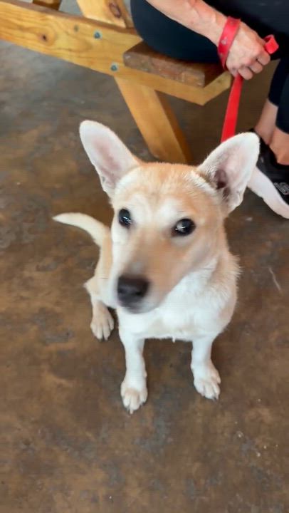 Enlarge Peanut - AVAILABLE TO FOSTER OR ADOPT, a ADOPTABLE mixed breed in Clayton, NC video 5/5