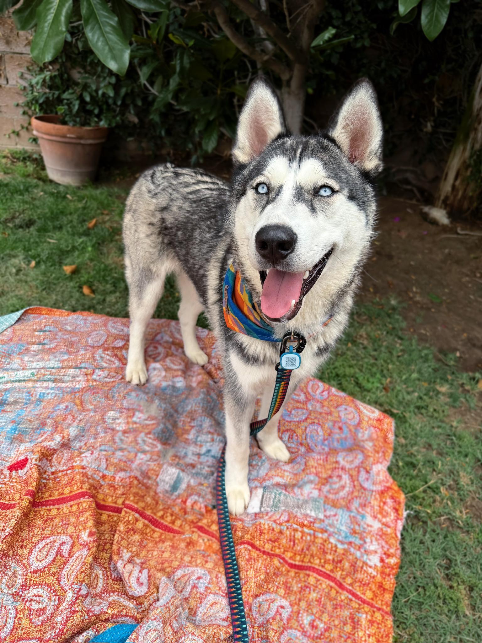 Enlarge Damien, a Adoptable Husky in Portland, OR image 6/6