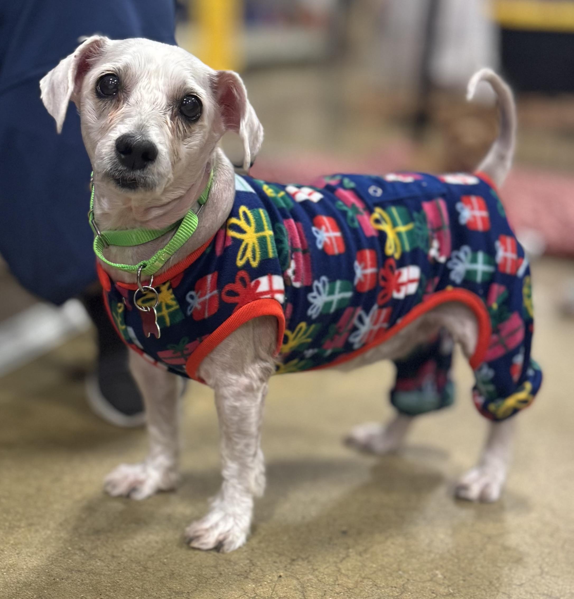 Enlarge Ava , an adopted mixed breed in warrenville, SC image 3/4