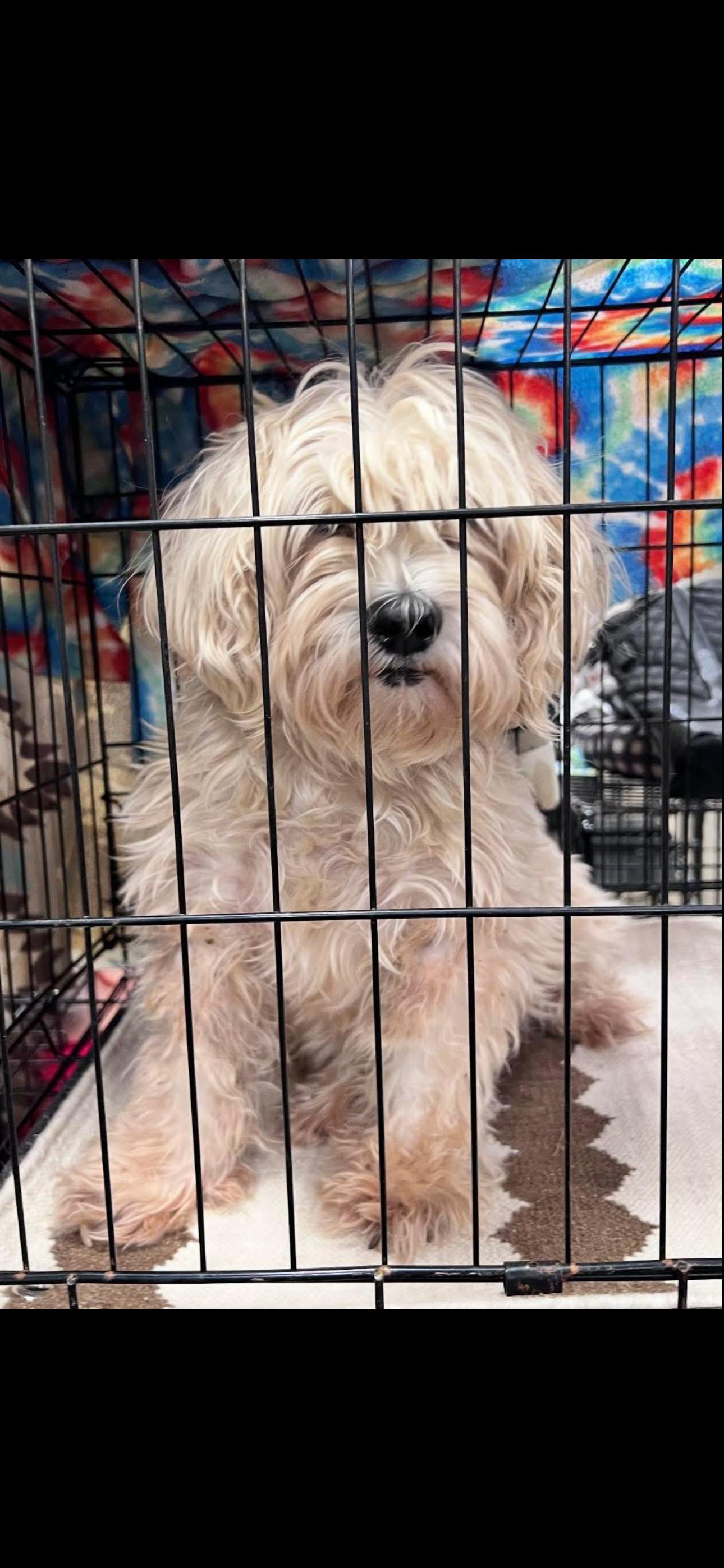 Enlarge Ava , an adopted mixed breed in warrenville, SC image 2/4