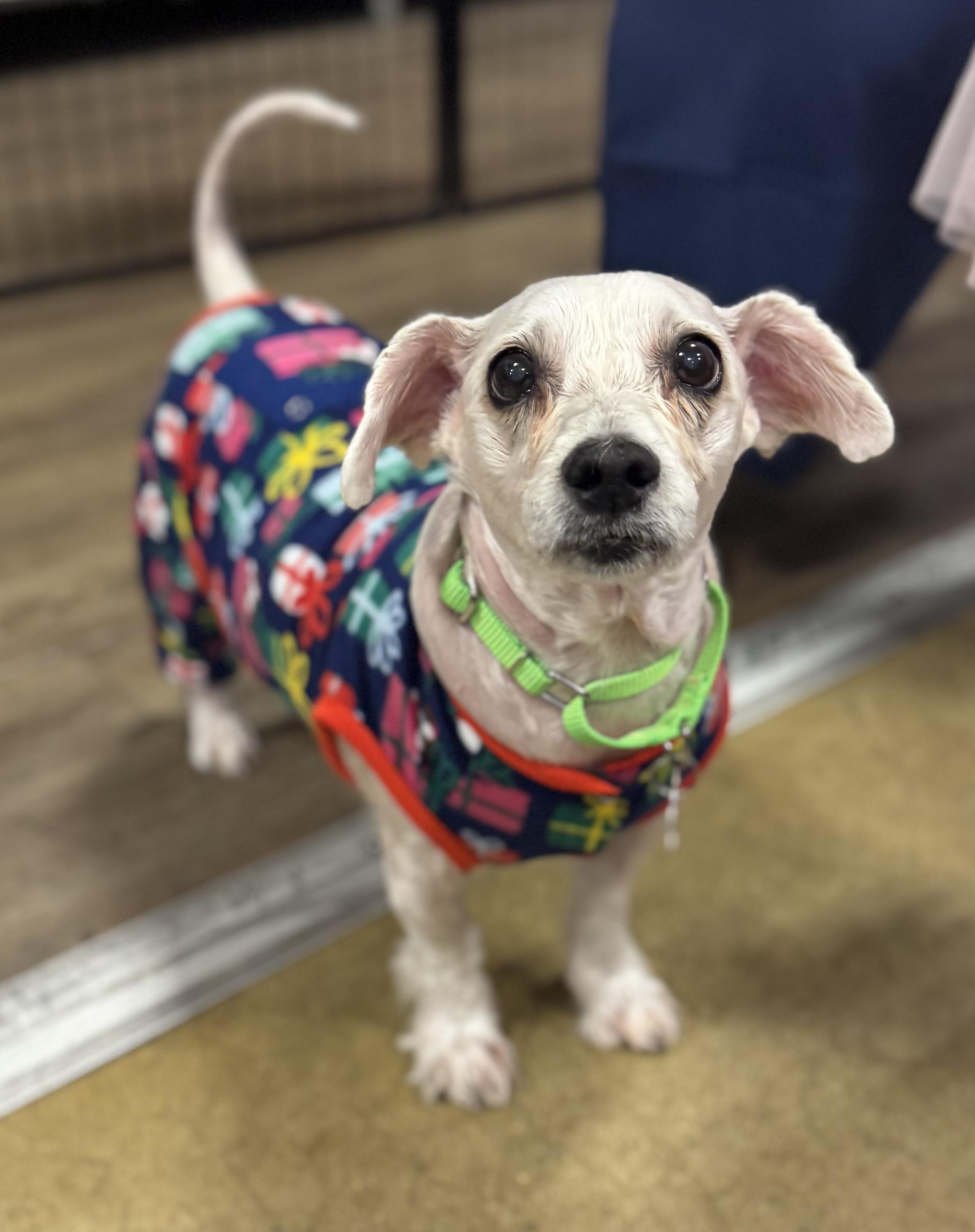 Enlarge Ava , an adopted mixed breed in warrenville, SC image 1/4