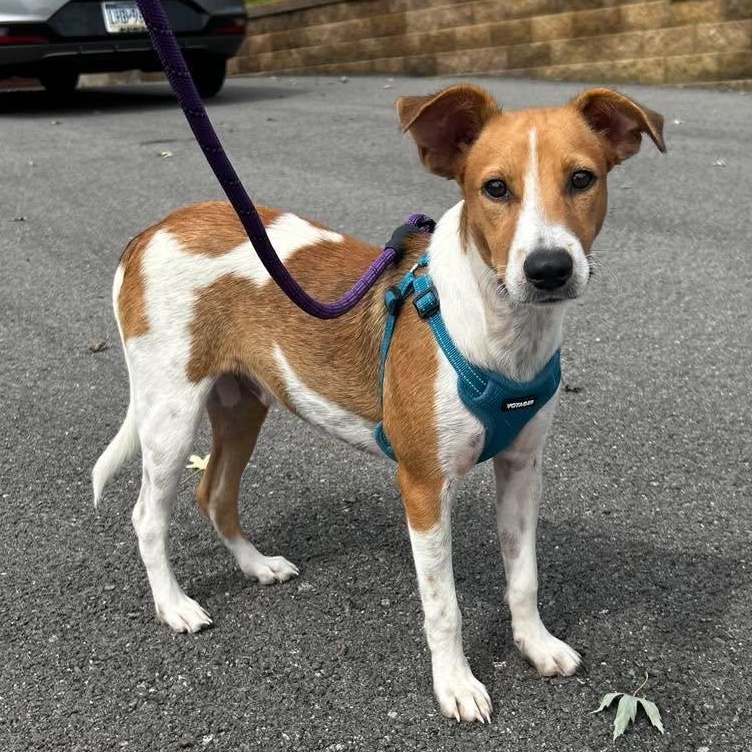 Finn, Adopted, Young Male Beagle & Labrador Retriever.