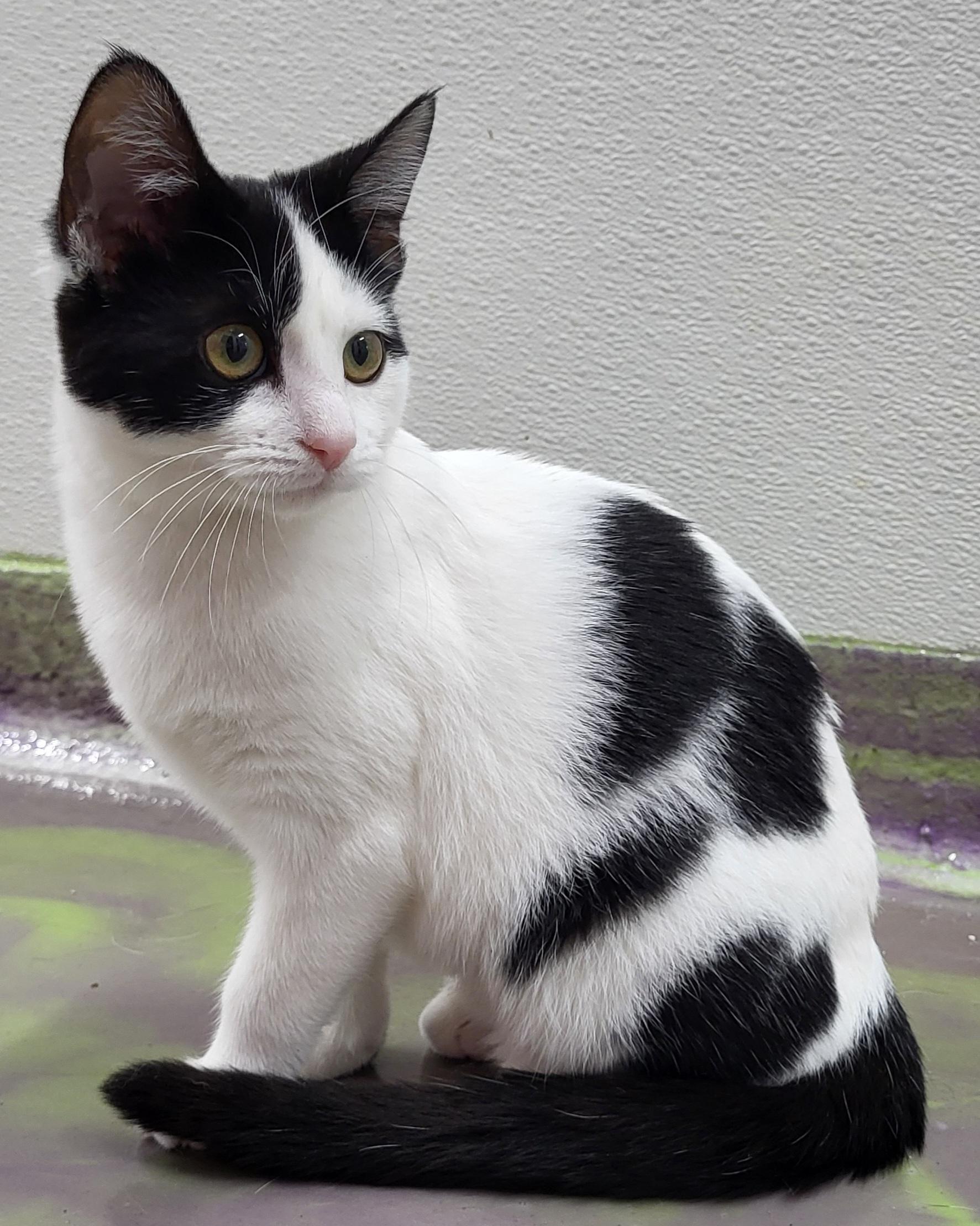 Ruby, Adoptable, Kitten Female Domestic Medium Hair.