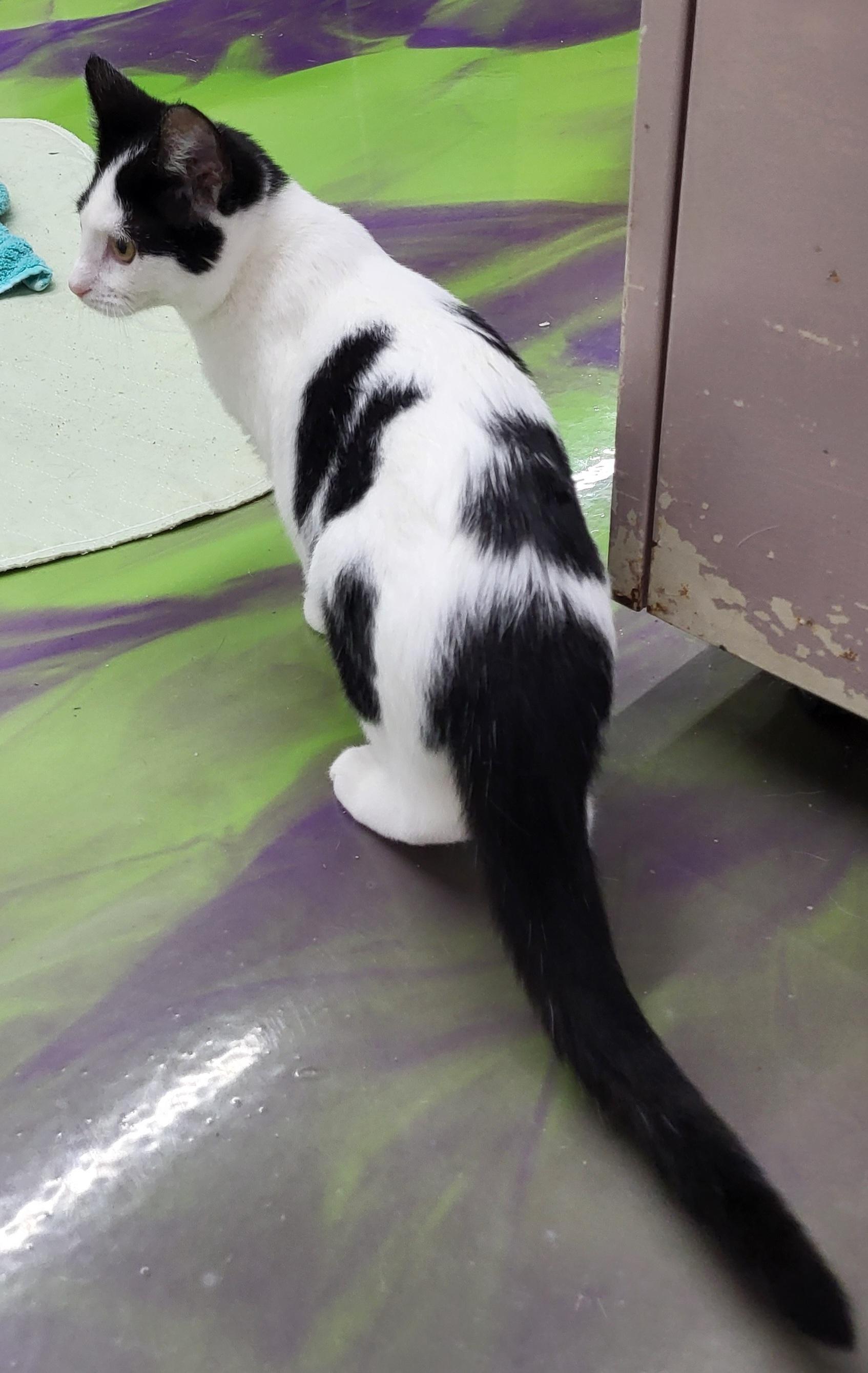 Ruby, a Adoptable Domestic Medium Hair in Anna, IL image 4/4