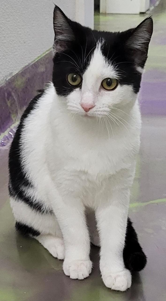 Ruby, a Adoptable Domestic Medium Hair in Anna, IL image 3/4