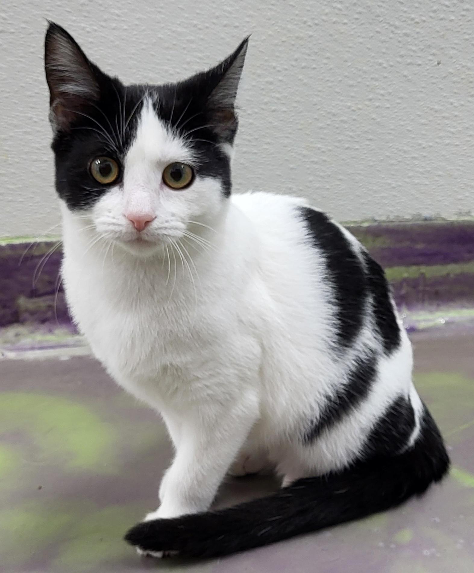 Ruby, a Adoptable Domestic Medium Hair in Anna, IL image 2/4