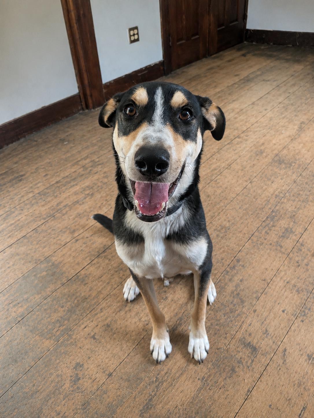 Myles, Adoptable, Young Male Shepherd.