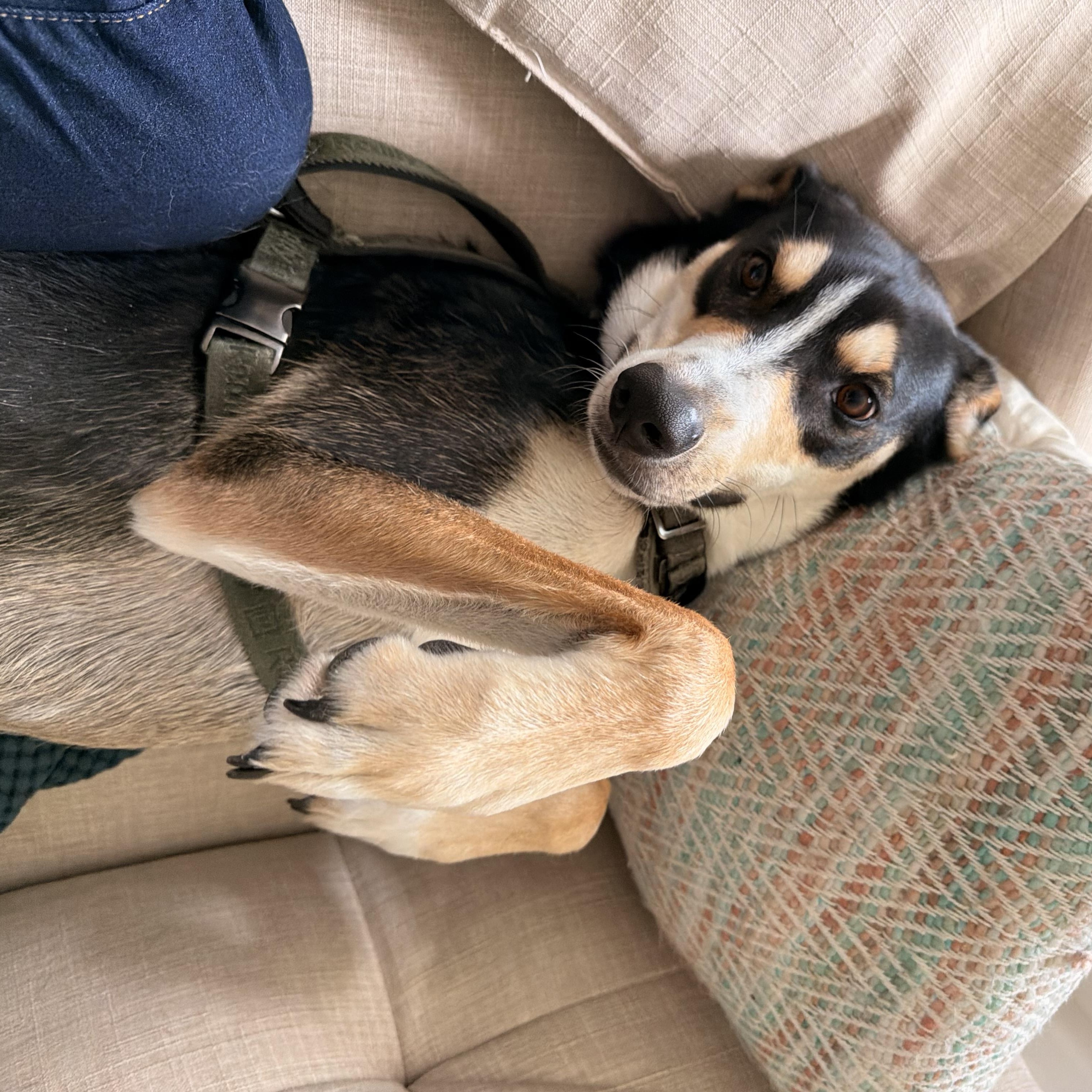 Myles, a Adoptable mixed breed in Weston, MA image 4/6