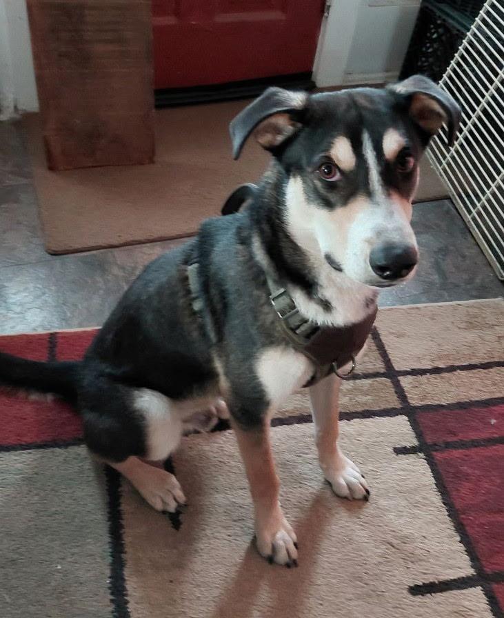 Myles, a Adoptable mixed breed in Weston, MA image 6/6