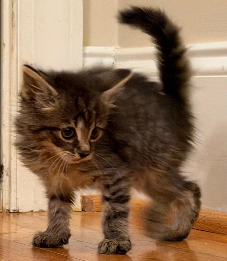 Enlarge Misty, a Adoptable mixed breed in Evans, GA image 1/1