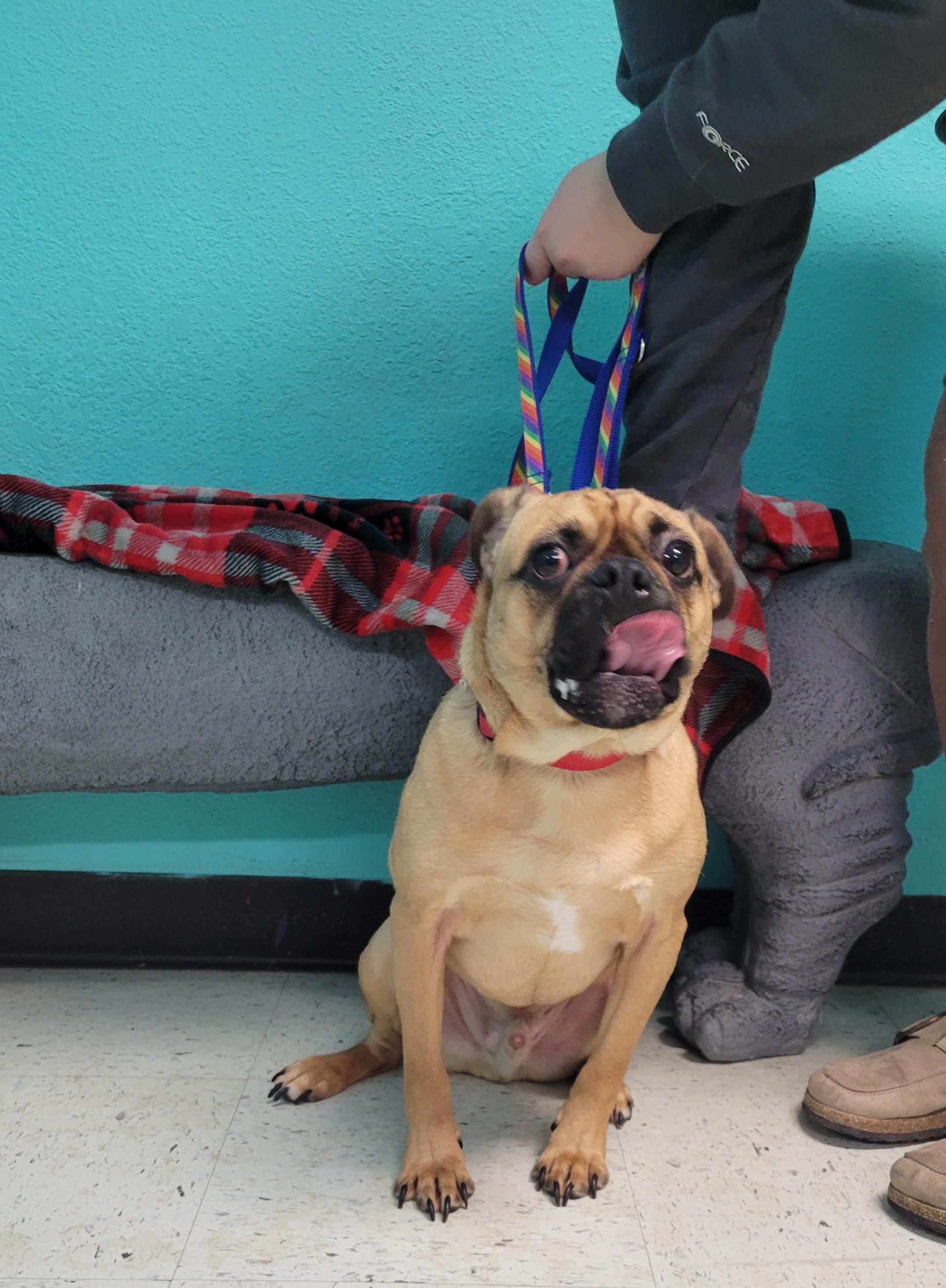 Enlarge Bugzy, a ADOPTABLE mixed breed in VANDALIA, IL image 2/4