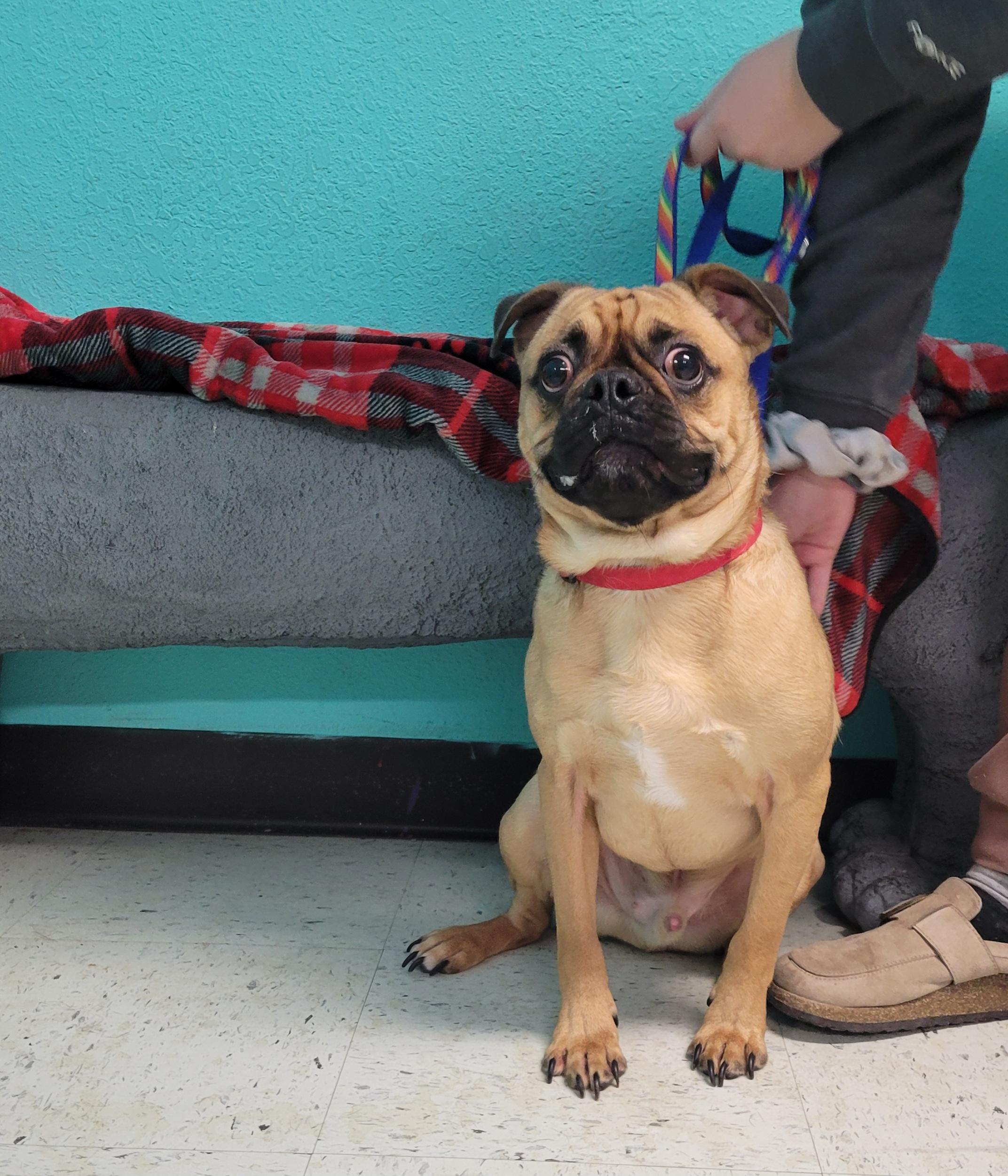 Enlarge Bugzy, a ADOPTABLE mixed breed in VANDALIA, IL image 3/4